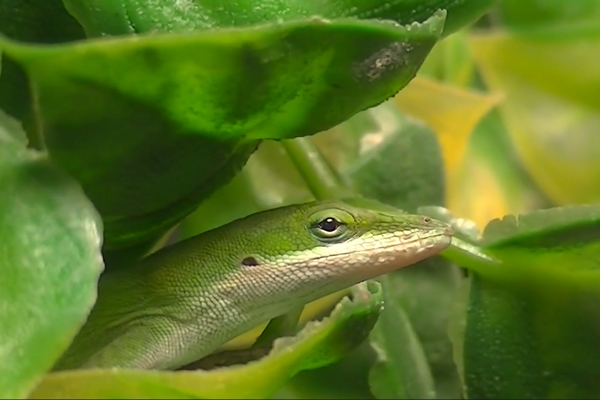 L' Anolis carolinensis - Anole vert