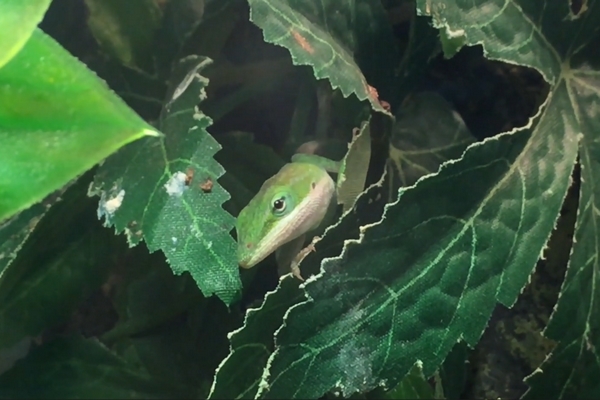 Anolis carolinensis