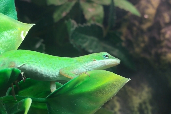 Anolis carolinensis