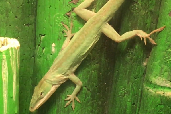 Anolis carolinensis