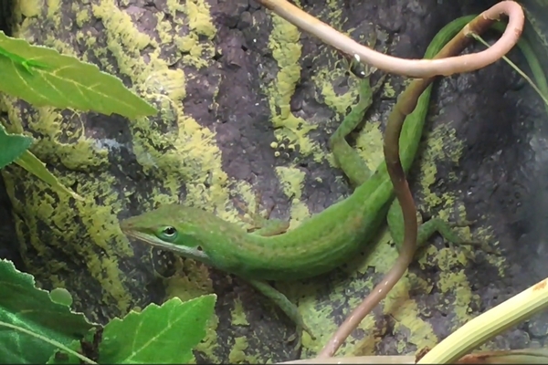 Anolis carolinensis