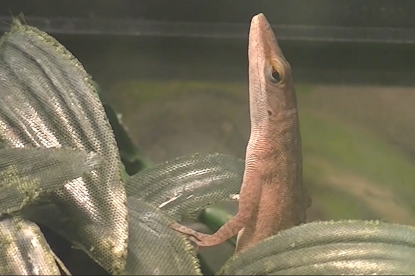 L' Anolis carolinensis - Anole vert