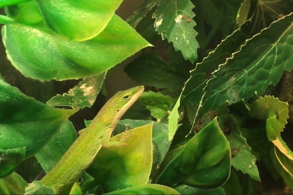 Anolis carolinensis