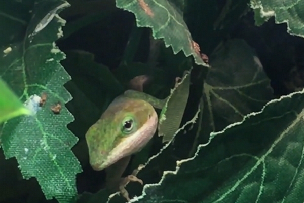 Anolis carolinensis