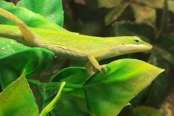 Anolis carolinensis