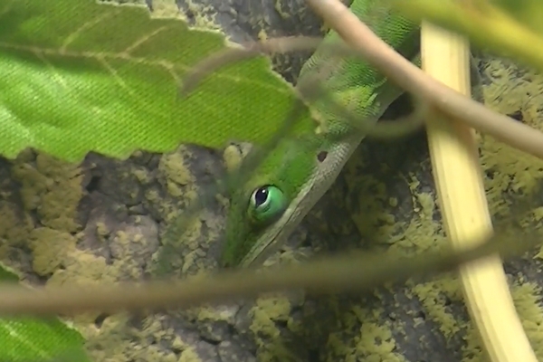 Anolis carolinensis