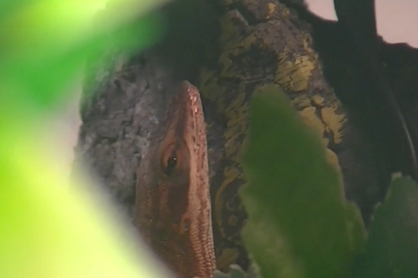 Anolis carolinensis