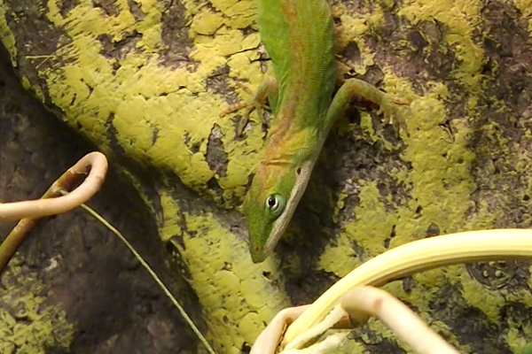 Anolis carolinensis