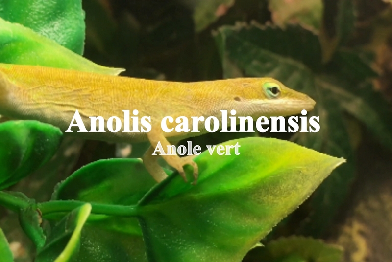 Anolis carolinensis